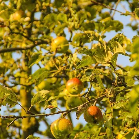 Gutshof Dubnitz Gutshof Dubnitz -ferienwohnung 2  Lilli Apartment *